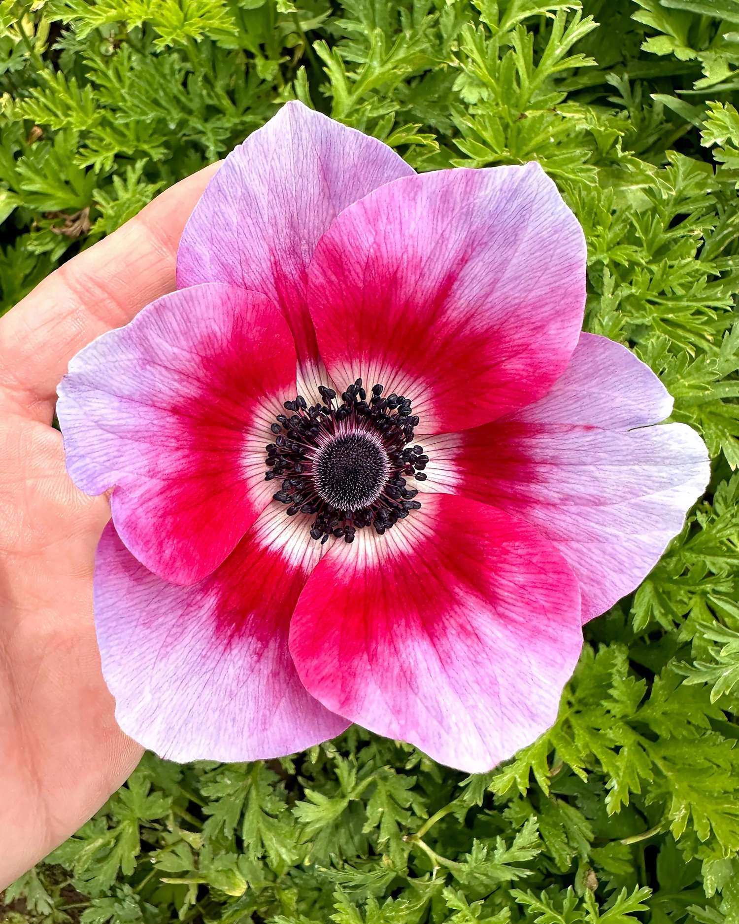 Anémone 'Rainbow Jaguar'